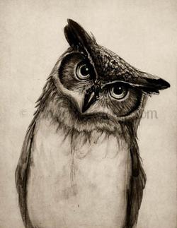 250x323 ow pen and ink owl ginger blue decor - Pen And Ink Owl Drawing