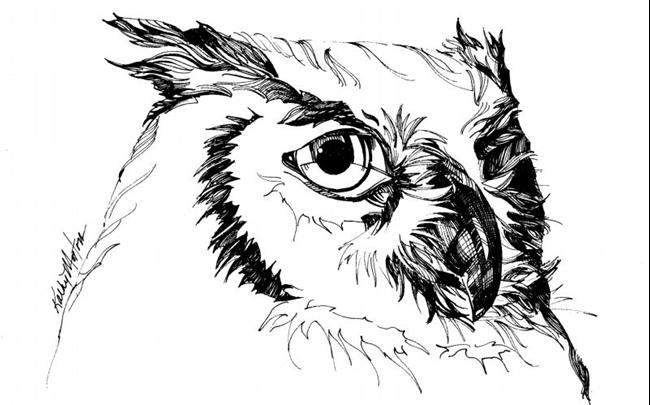650x405 Owl - Pen And Ink Owl Drawing