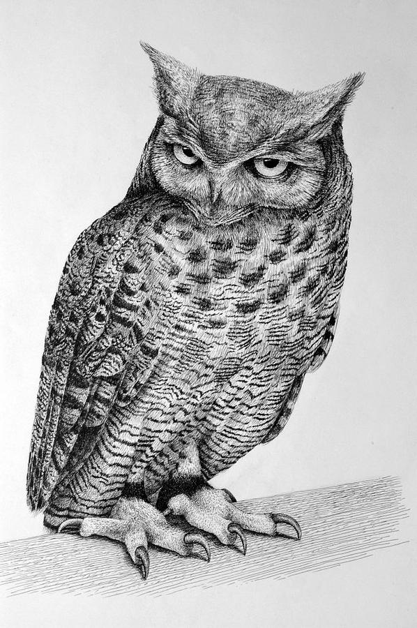 598x900 Owl Drawing - Pen And Ink Owl Drawing