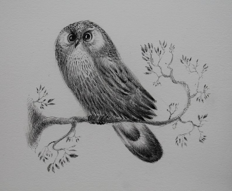 794x654 owl ink drawing and original owl picture and pen and ink owl etsy - Pen And Ink Owl Drawing