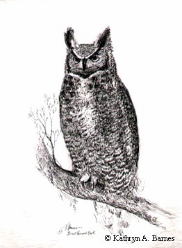 262x358 Owl - Pen And Ink Owl Drawing