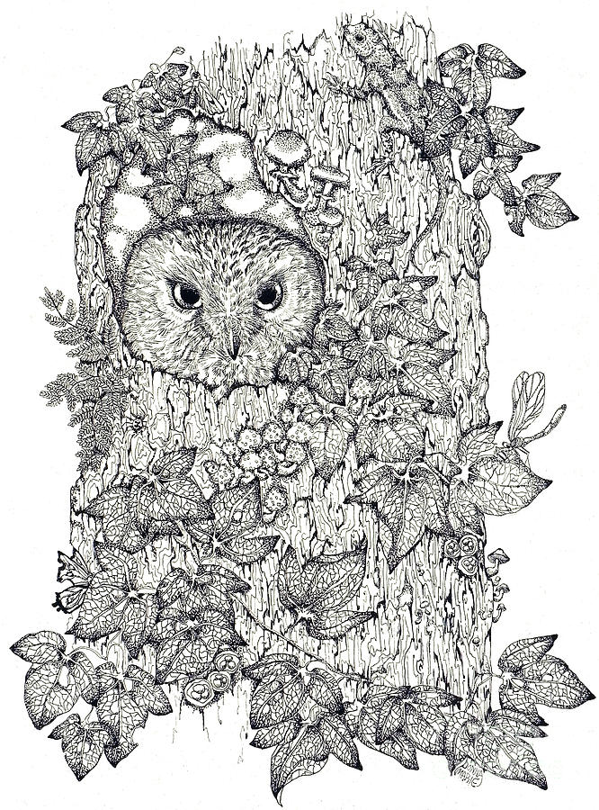 666x900 Pen And Ink Owl Drawing - Pen And Ink Owl Drawing