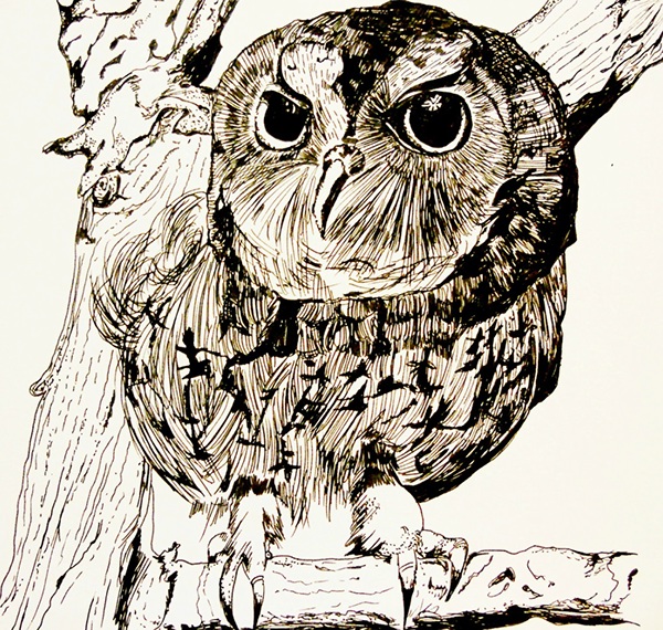 Pen And Ink Owl Drawing at PaintingValley.com | Explore collection of ...