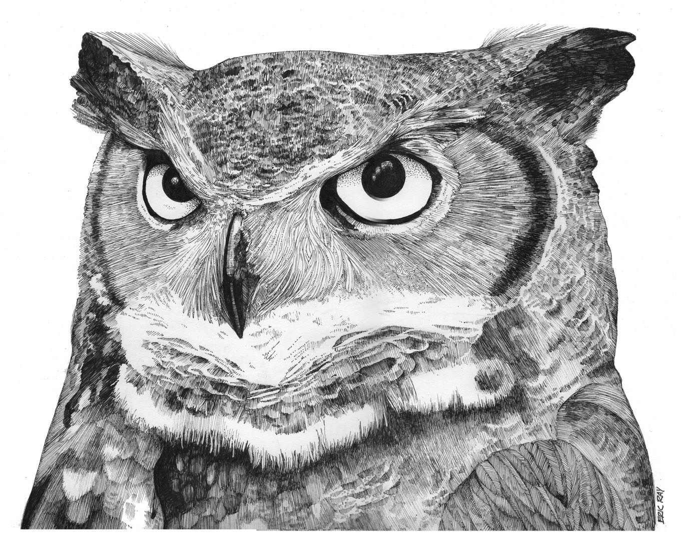 1383x1080 eric ray springfield regional arts council - Pen And Ink Owl Drawing
