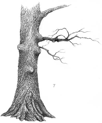 393x472 Learn How To Draw A Deciduous Oak Tree, Free Landscape Art Lesson - Pen And Ink Tree Drawings