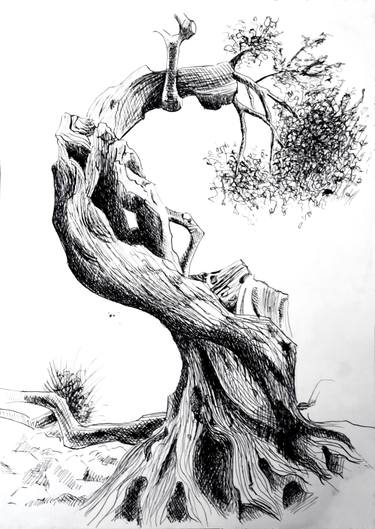 375x529 Croatia Island Of Pag, Over Years Old Olive Tree - Pen And Ink Tree Drawings