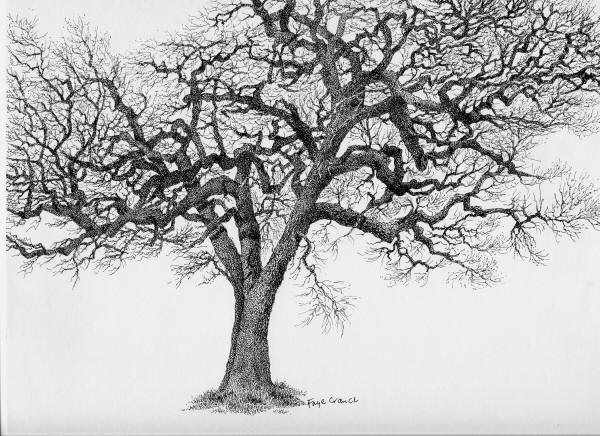 Pen And Ink Tree Drawings at PaintingValley.com | Explore collection of ...
