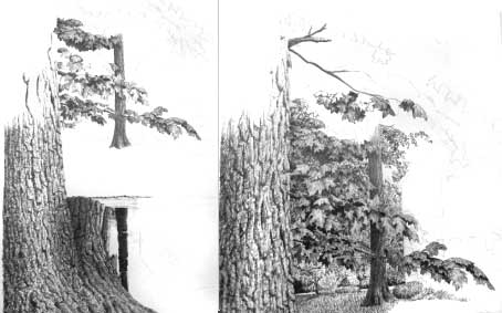 454x283 Drawing Trees, Pen And Ink Art Lesson - Pen And Ink Tree Drawings