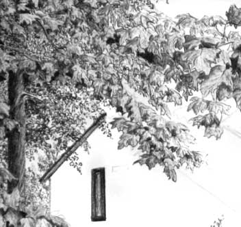 352x332 Drawing Trees With Pen And Ink - Pen And Ink Tree Drawings