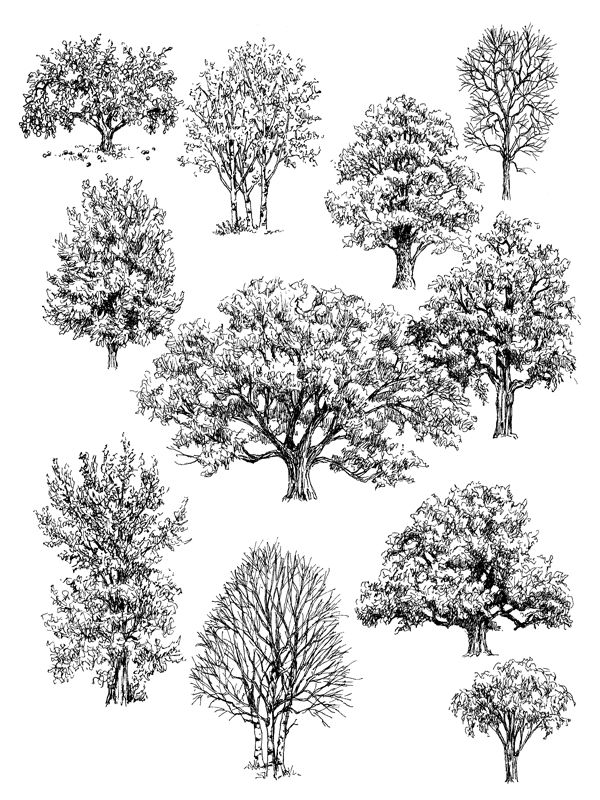 600x800 Drawings Of Trees Inspiration For Art Drawings, Realistic - Pen And Ink Tree Drawings