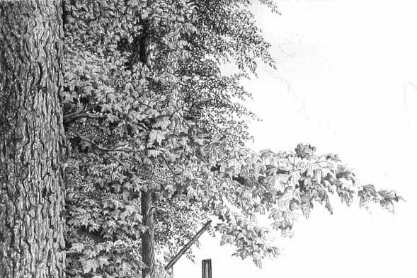 589x393 How To Draw Leaves On A Tree - Pen And Ink Tree Drawings