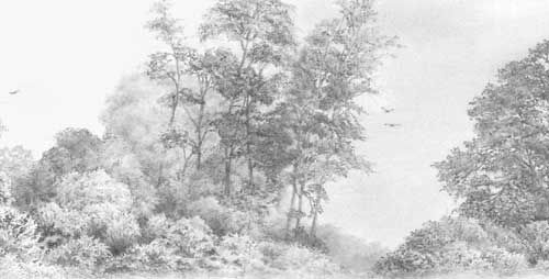 500x254 background trees in weimaraner study 'vanished!' drawing - Pencil Drawing Background