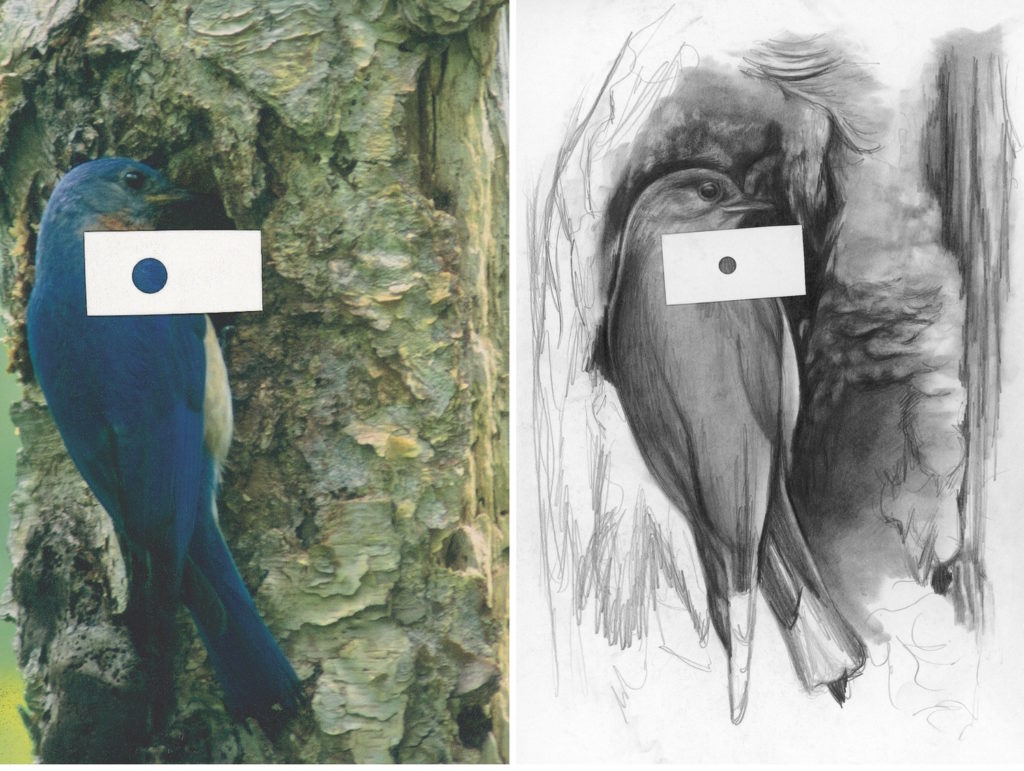 1024x771 Learning To Draw With Graphite Pencil Here's What You Need To Know - Pencil Drawing For Beginners