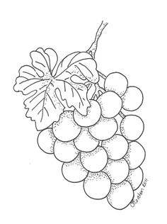 Pencil Drawing Grapes