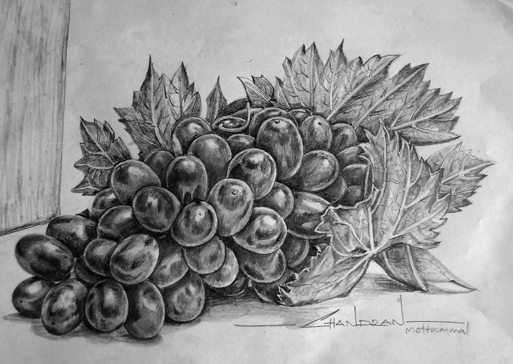 Pencil Drawing Grapes at PaintingValley.com | Explore collection of ...