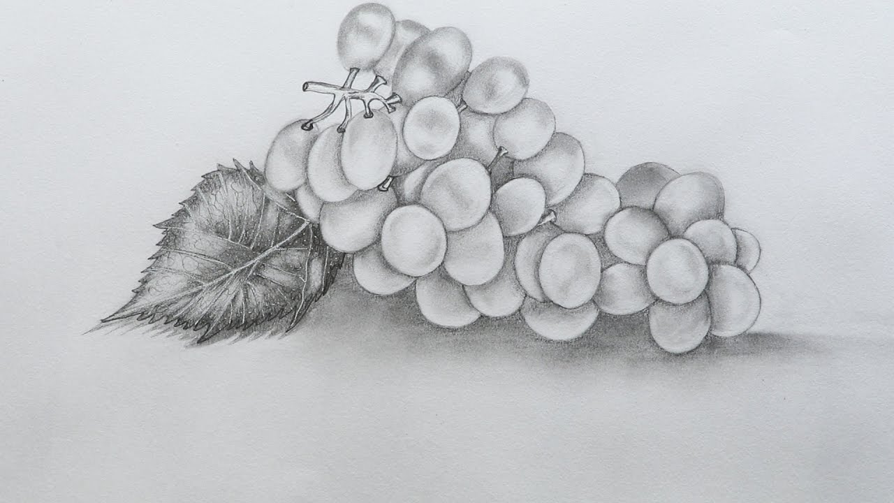 Pencil Drawing Grapes at PaintingValley.com | Explore collection of ...