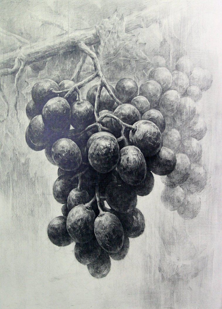 Pencil Drawing Grapes at PaintingValley.com | Explore collection of ...