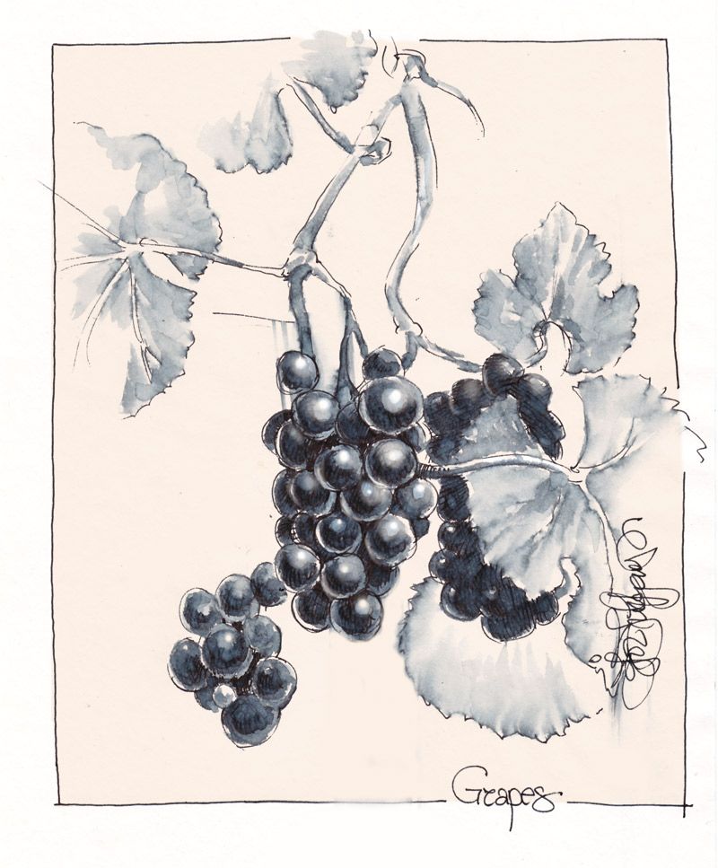 Pencil Drawing Grapes at PaintingValley.com | Explore collection of ...