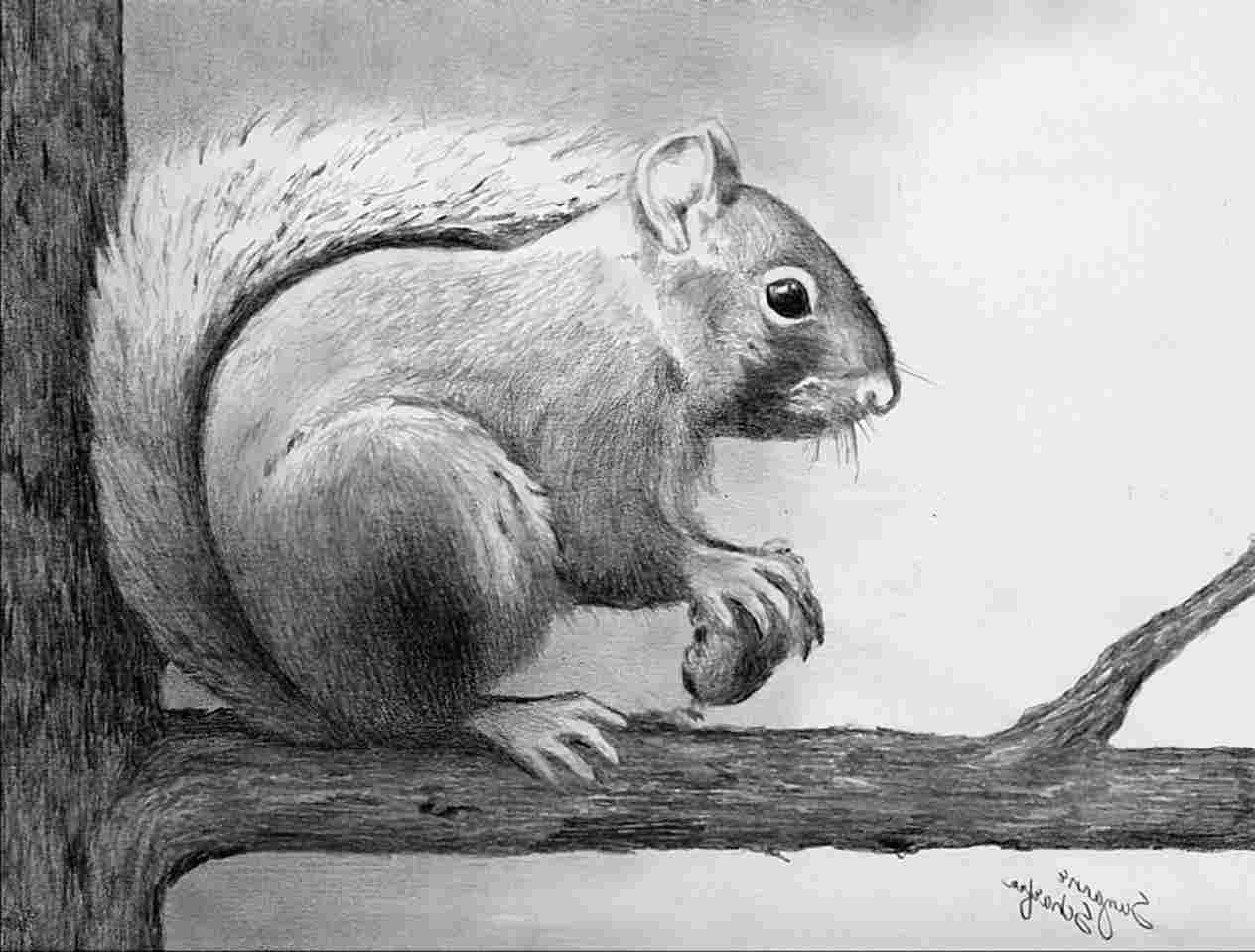 1264x959 Drawing Pencil Animals - Pencil Drawing Images Animals