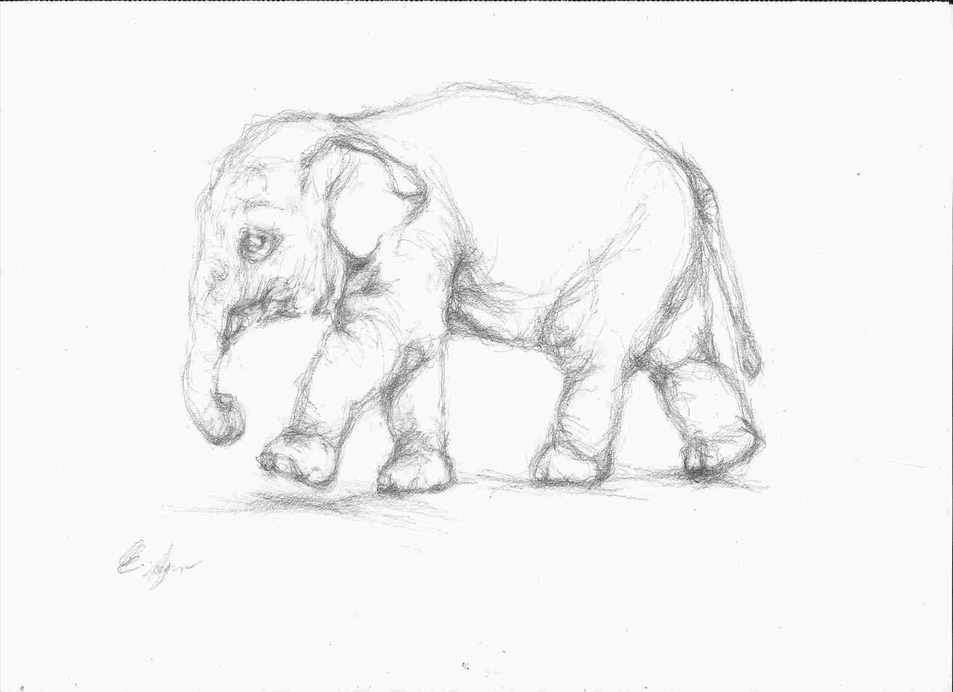 1900x1381 Pencil Drawing Animals Pictures - Pencil Drawing Images Animals