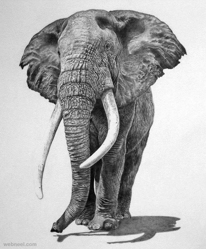 660x797 beautiful and realistic animal drawings around the world - Pencil Drawing Images Animals