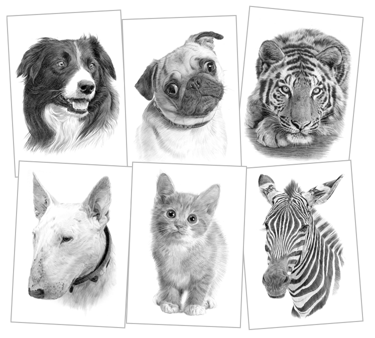 750x677 pet portraits, pencil drawings and signed artwork prints - Pencil Drawing Images Animals