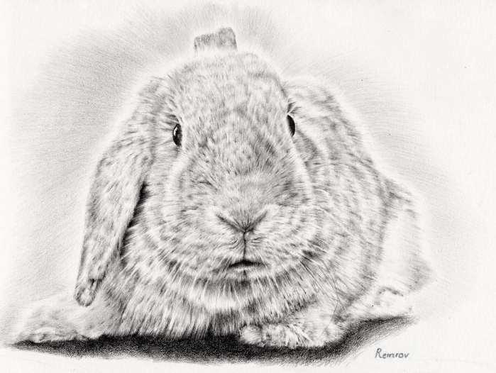 699x526 Photorealistic Pencil Drawings Of Animals - Pencil Drawing Images Animals