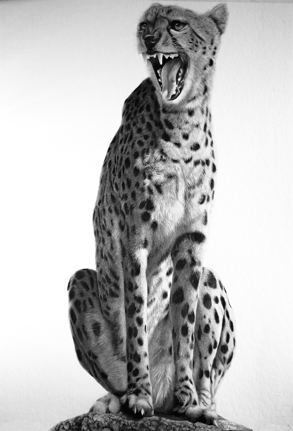 1020x1500 Realistic Pencil Drawings Of Wild Life From Different Artist All - Pencil Drawing Images Animals