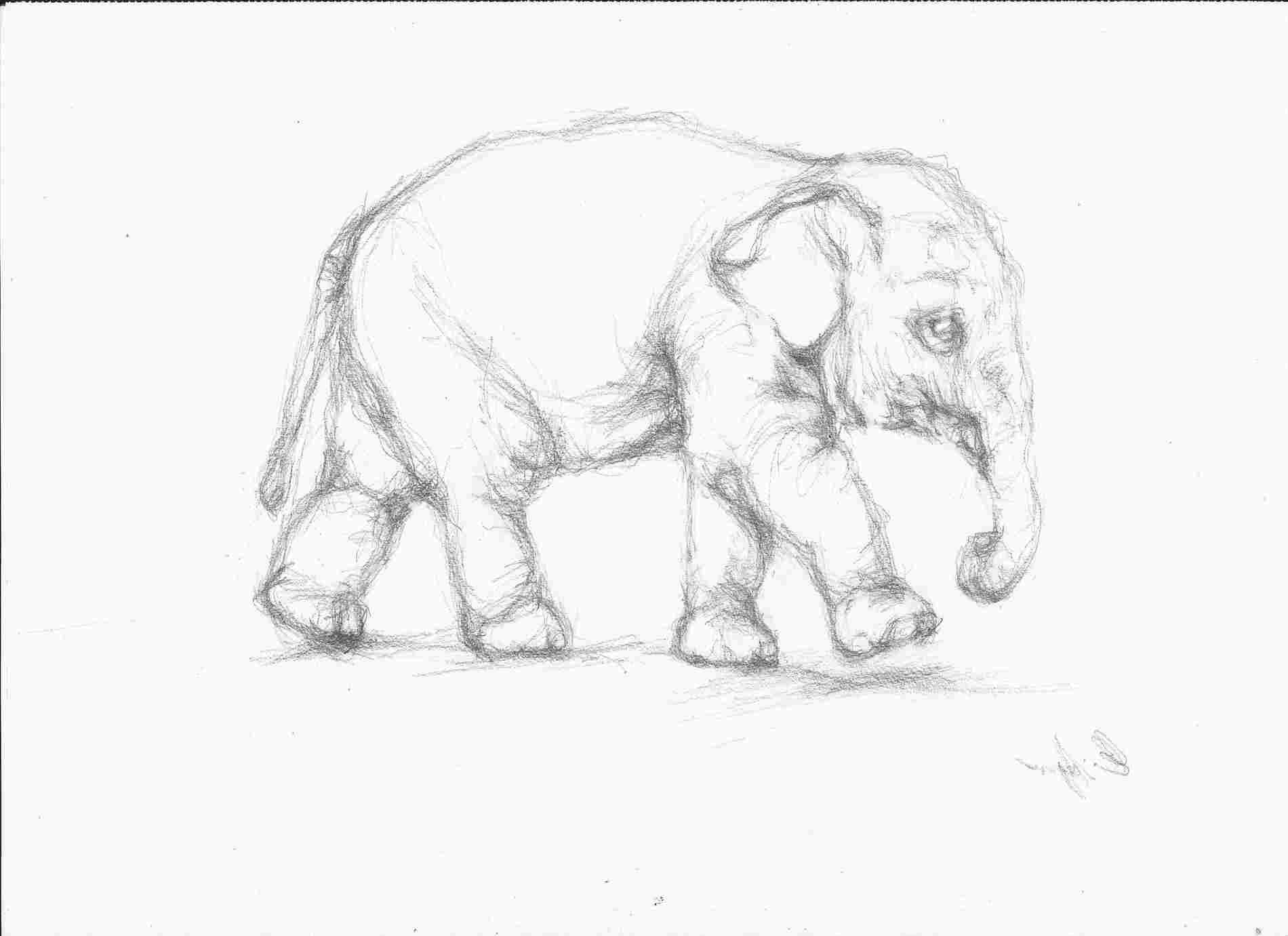  Pencil Drawing Images Animals - bestpencildrawing