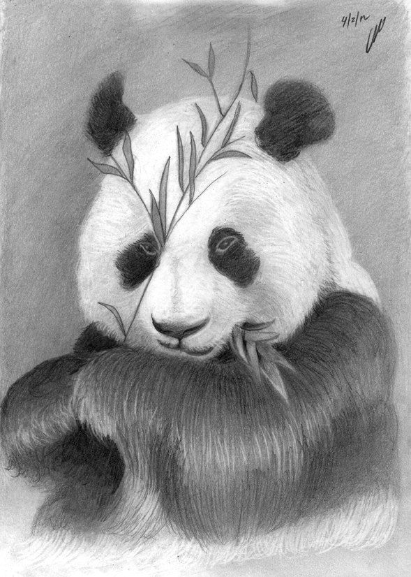 589x826 drawing of animals and pencil drawings animals s mttech draw - Pencil Drawing Images Animals