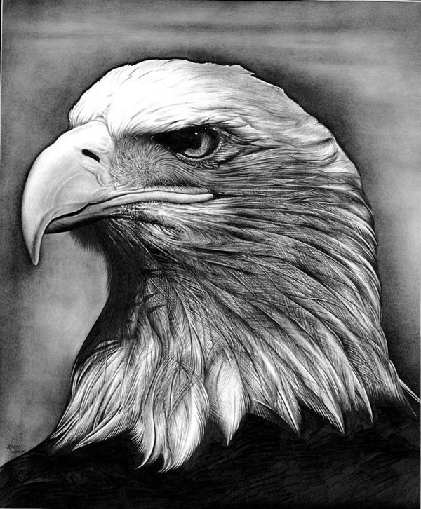 600x726 Realistic Animal Pencil Drawings - Pencil Drawing Images Animals