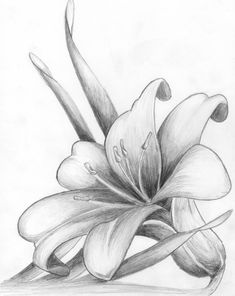 235x296 Pencil Drawings Of Flowers Displaying - Pencil Drawing Images Flowers