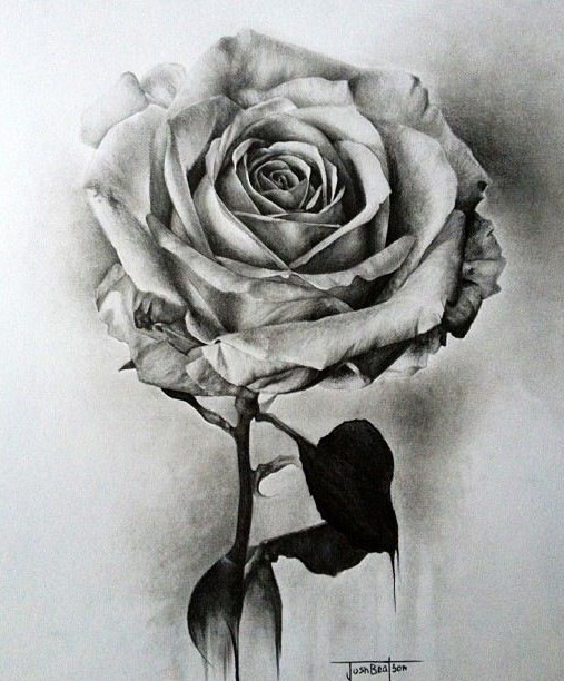 507x612 Beautiful Flower Drawings And Realistic Color Pencil Drawings - Pencil Drawing Images Flowers