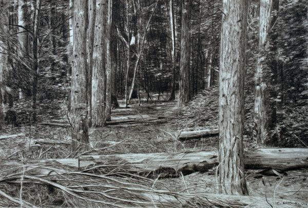 600x405 forest drawing iii - Pencil Drawing Of A Forest