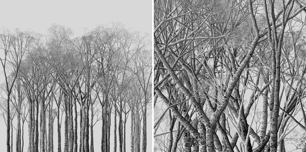 1024x509 how i drew a pencil sketch like forest with processing generativeart - Pencil Drawing Of A Forest