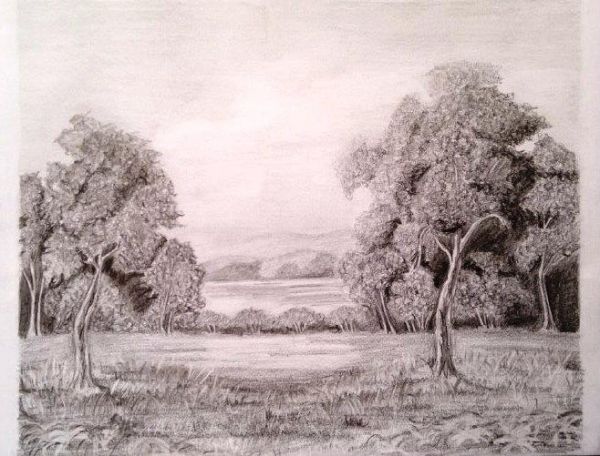 600x456 pencil drawing forest - Pencil Drawing Of A Forest