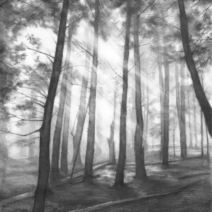 Pencil Drawing Of A Forest at PaintingValley.com | Explore collection ...