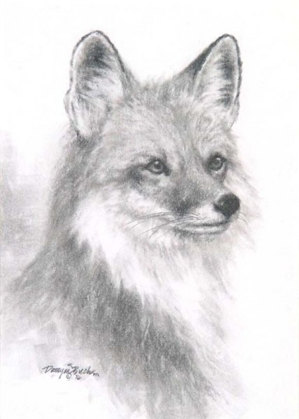 428x600 Fox Pencil Drawing - Pencil Drawing Of A Fox