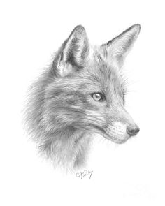 236x295 Best Graphite Pencil Drawings Of Fox Images Pencil Drawings - Pencil Drawing Of A Fox