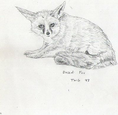 400x390 Original Terry George Pencil Drawing Of A Desert Fox - Pencil Drawing Of A Fox