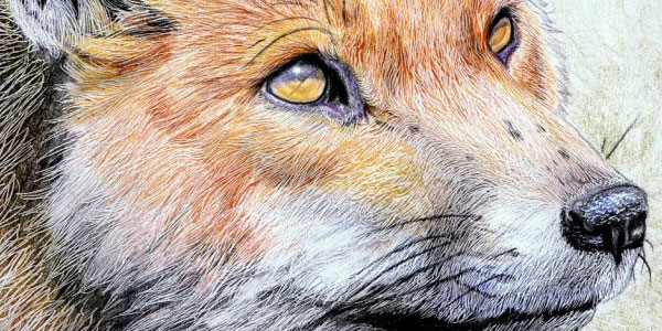 600x300 Pencil Drawings - Pencil Drawing Of A Fox