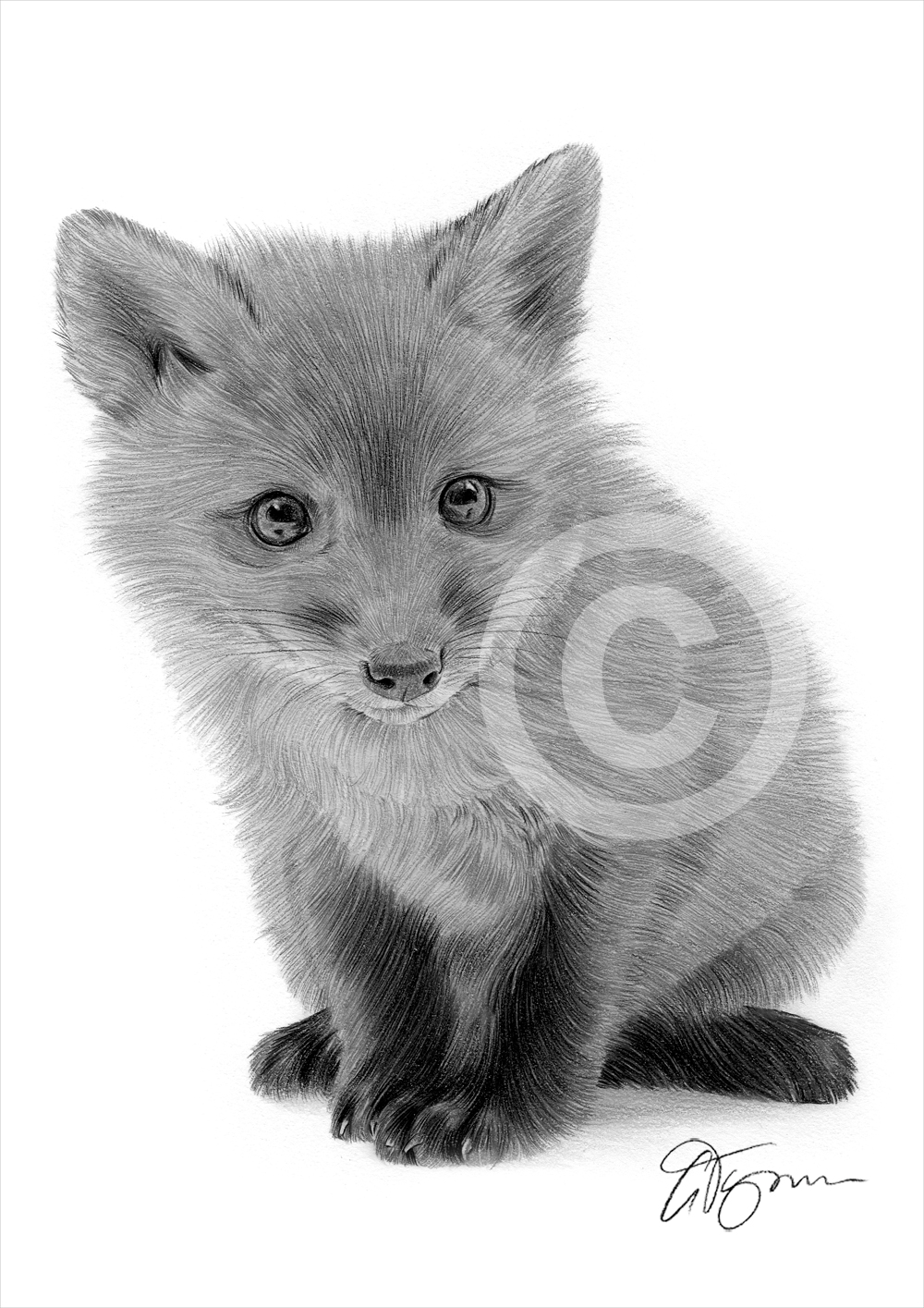 1000x1415 Pencil Drawing Of A Red Fox Cub - Pencil Drawing Of A Fox