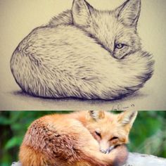 236x236 Best Fox Sketches Images Fox Tattoos, Art Drawings, Drawing S - Pencil Drawing Of A Fox