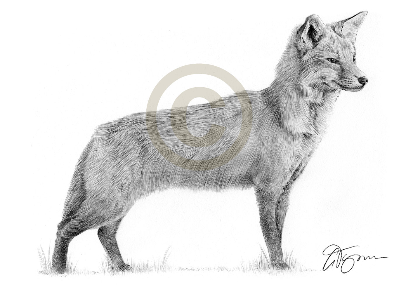 1414x1000 Pencil Drawing Of A Full Body Red Fox - Pencil Drawing Of A Fox