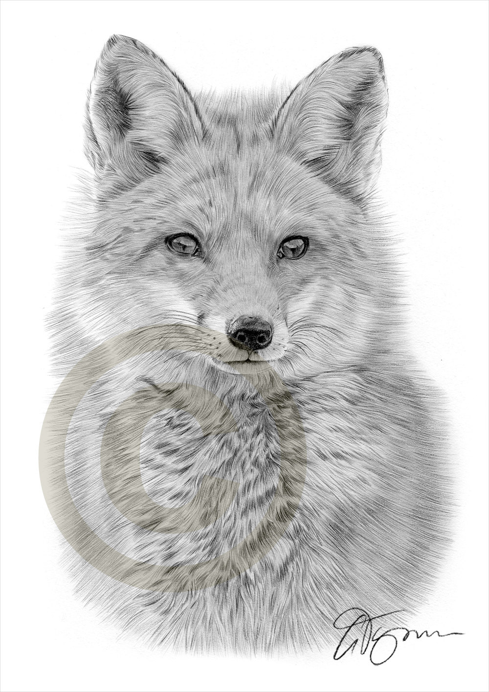 Pencil Drawing Of A Fox at Explore collection of