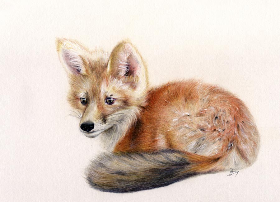900x648 Little Fox Cub Maryjanefineart Colored Pencil Drawings Tutorials - Pencil Drawing Of A Fox