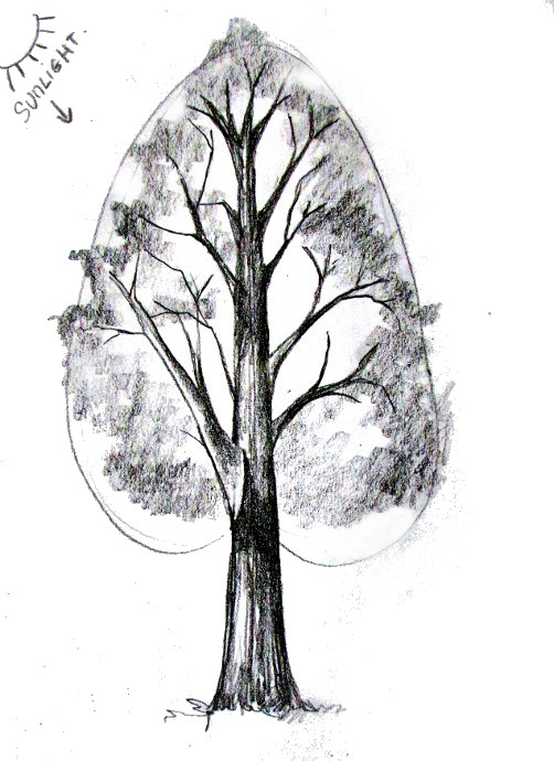 502x690 How To Draw A Tree - Pencil Drawing Of Tree Of Life