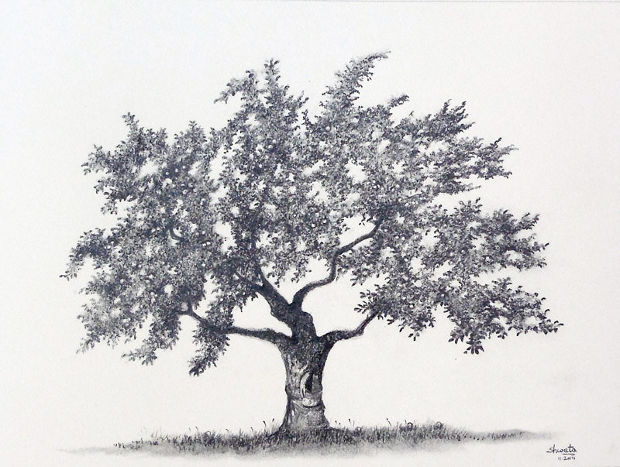 620x467 Pencil Drawings Art Ideas Design Trends - Pencil Drawing Of Tree Of Life