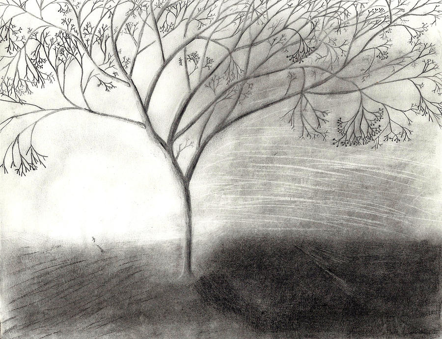 900x690 Tree Of Life Drawing - Pencil Drawing Of Tree Of Life