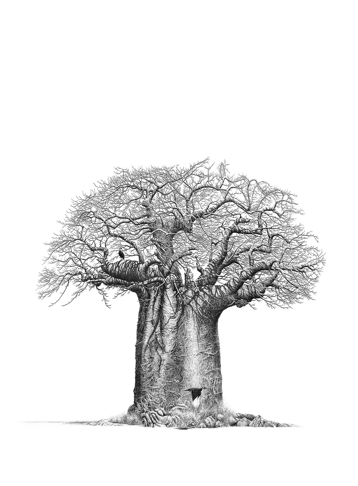1475x2000 Baobab Tree Drawing Art Print For Sale - Pencil Drawing Of Tree Of Life